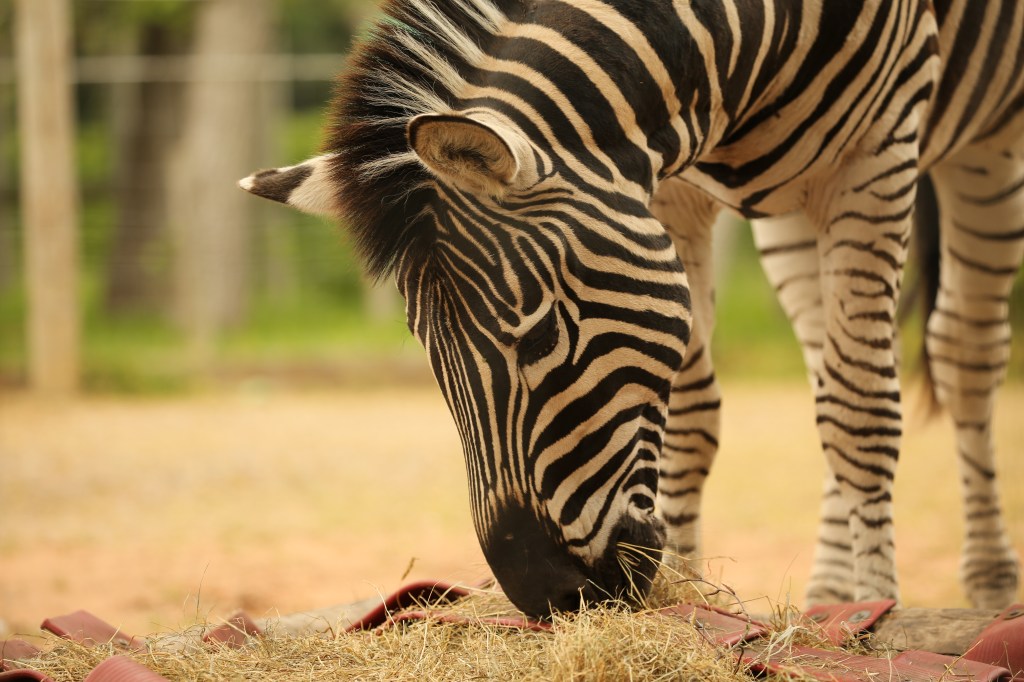 ‘But you have a family!’ – On Photography, Competition, Trauma, Change and Performance 